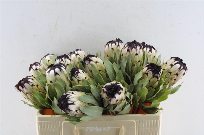 <h4>Protea Mag Niobe</h4>