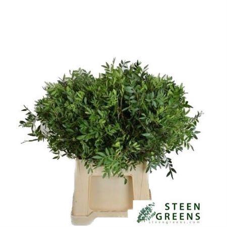 <h4>PISTA OV BLAD</h4>