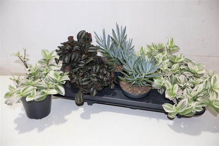 <h4>Kamerpl Gem Ov</h4>