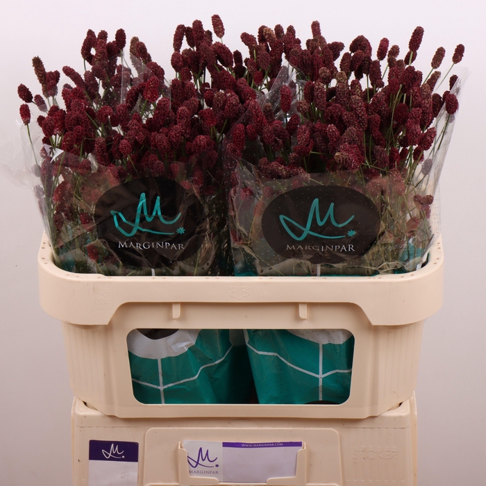 <h4>SANG OF RED DREAM</h4>