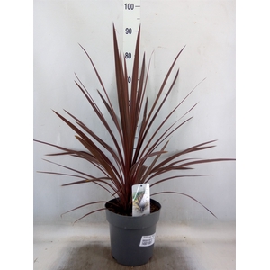 Cordyline austr. 'Red Star'