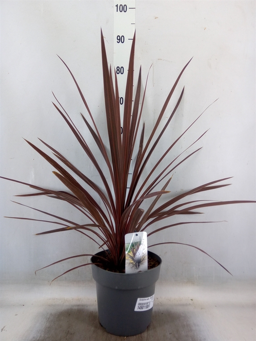 <h4>Cordyline austr. 'Red Star'</h4>