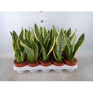 Sansevieria trifa. 'Futura Superba'
