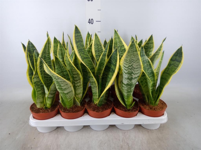 <h4>Sansevieria trifa. 'Futura Superba'</h4>