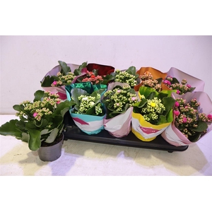 arr8 Kalanchoe Double Deluxe Mix