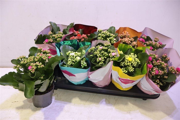 <h4>arr8 Kalanchoe Double Deluxe Mix</h4>