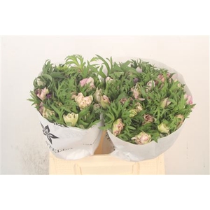 Anemone Mistral Mixed In Bunch