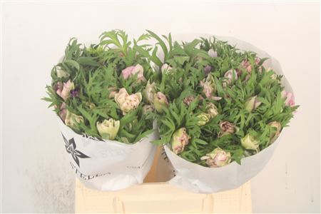 <h4>Anemone Mistral Mixed In Bunch</h4>
