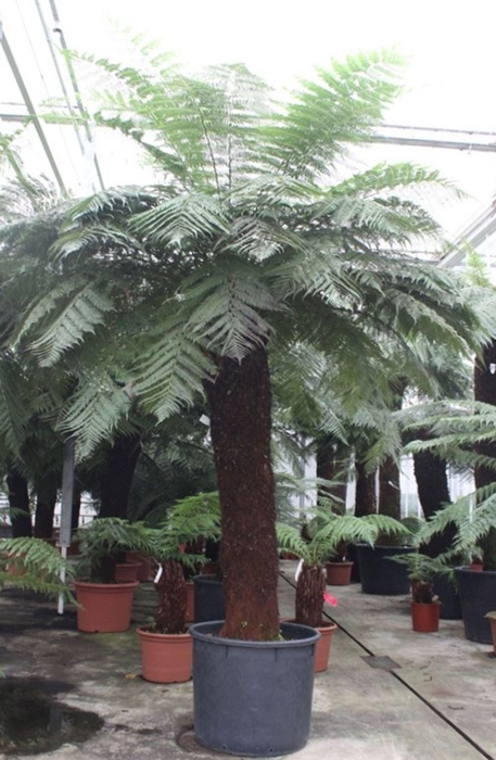 <h4>Dicksonia antarctica</h4>