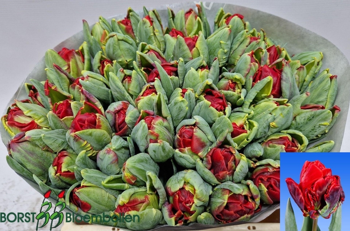 <h4>TU DU ROCOCO DOUBLE</h4>