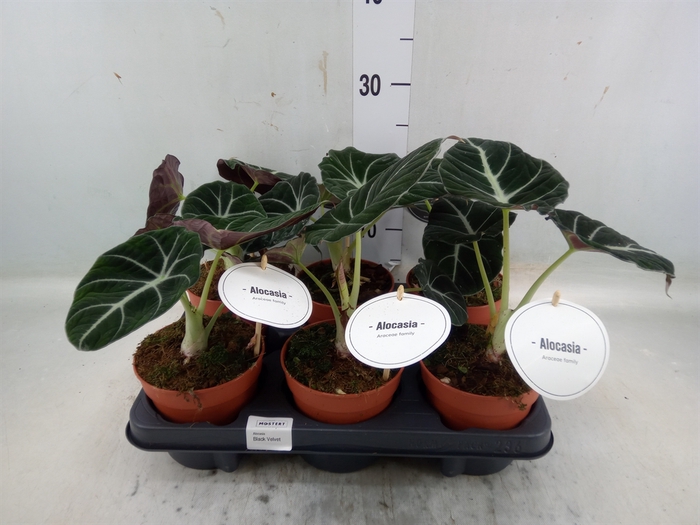 <h4>Alocasia  'Black Velvet'</h4>