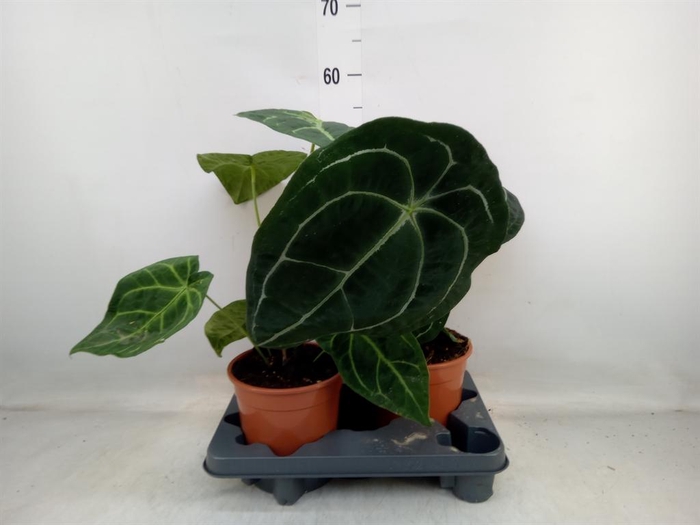 <h4>Anthurium   ...</h4>