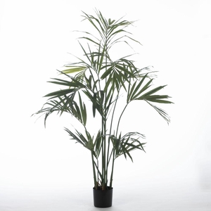 AF Kentia Palm x12 pot H210cm