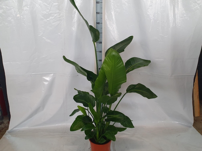 <h4>STRELITZIA NICOLAI</h4>