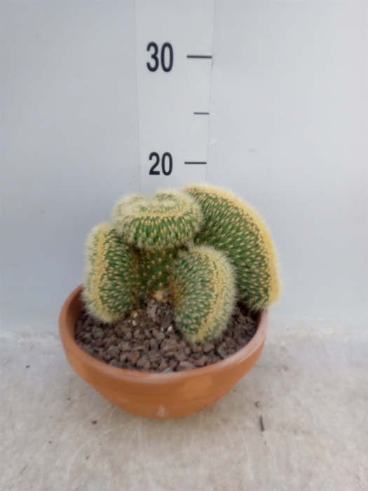 <h4>Cactus   ...</h4>