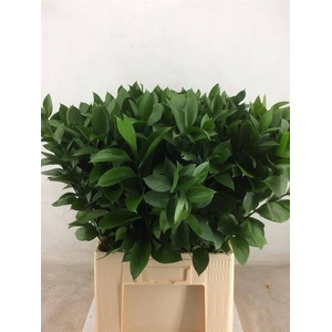 RUSCUS HYPOPHYLLUM