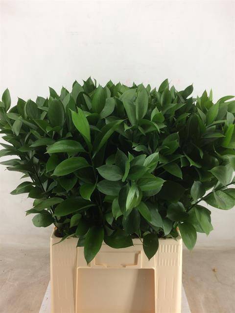 <h4>RUSCUS HYPOPHYLLUM</h4>