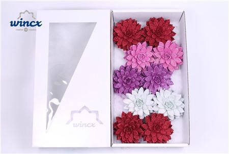 <h4>Echeveria Glitter Love Mix (wincx) Cutflower Wincx</h4>