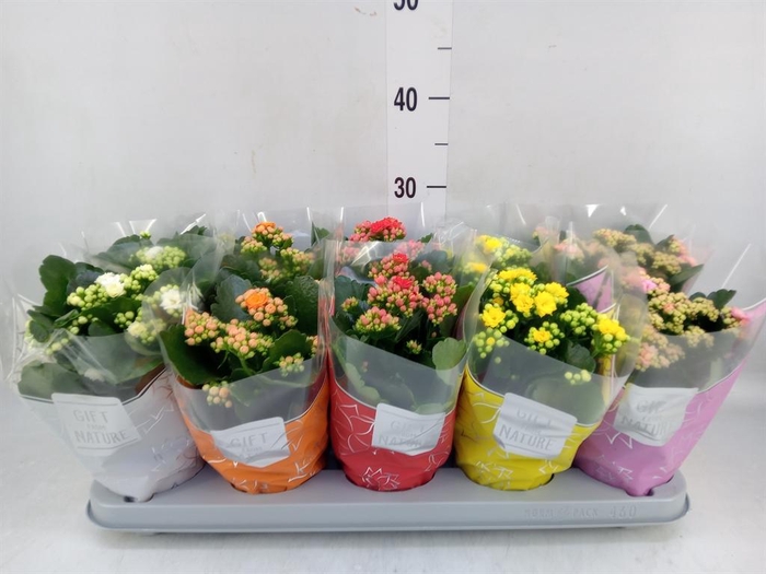 <h4>Kalanchoe blos. 'Perfecta' ..mix 5</h4>