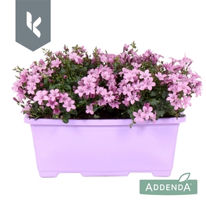 Campanula Ambella Pink in balkonbak