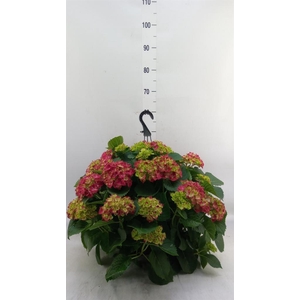 Hydrangea mac. 'Hi Fire'