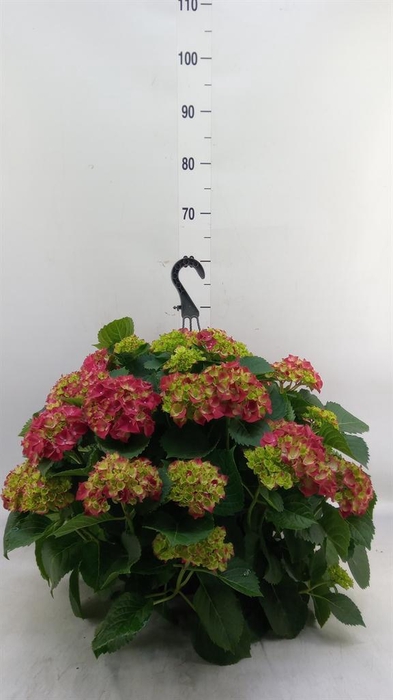 <h4>Hydrangea mac. 'Hi Fire'</h4>