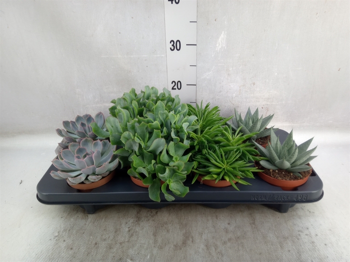 Succulents   ...mix 4