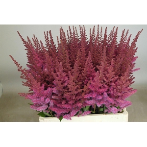 Astilbe Maggie Daley