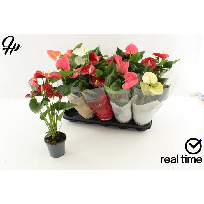 <h4>ANTHU AN GEM 4 KL</h4>