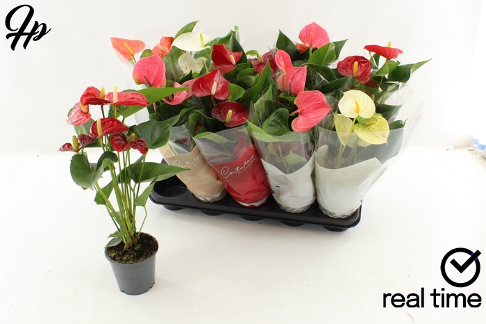 <h4>Anthu An Gem 4 Kl</h4>