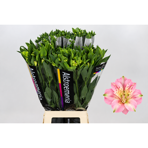 Alstroemeria Florinca Charmelia Pink
