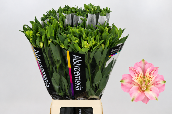 <h4>Alstroemeria Florinca Charmelia Pink</h4>