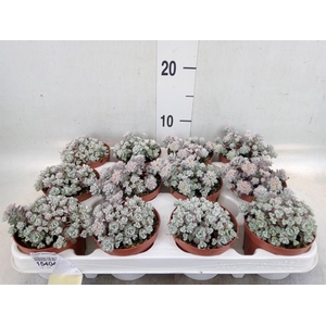 Sedum spathulifolium 'Cape Blanco'