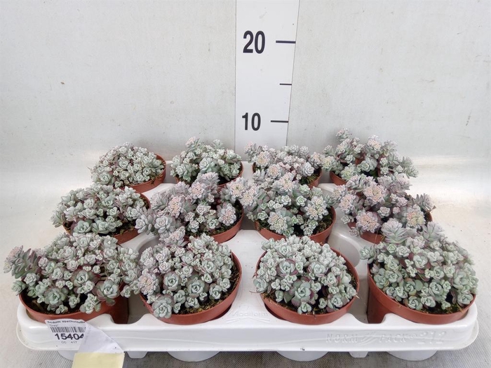 <h4>Sedum spathulifolium 'Cape Blanco'</h4>