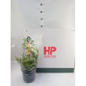 Aeschynanthus  'Japhrolepis'