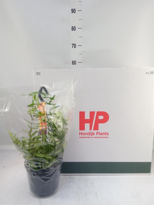 <h4>Aeschynanthus  'Japhrolepis'</h4>