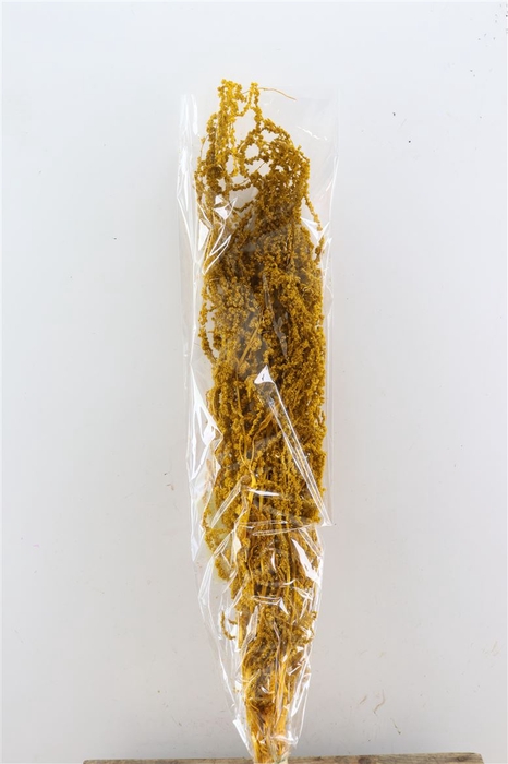 <h4>Pres Amaranthus Caud Yellow Bunch</h4>