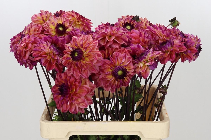 Dahlia Tara's Sunset