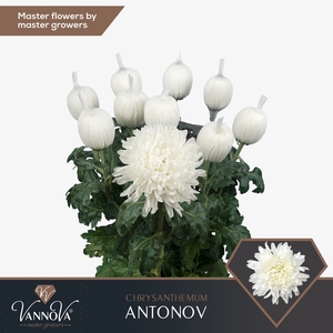Chrysanten Chr G Antonov