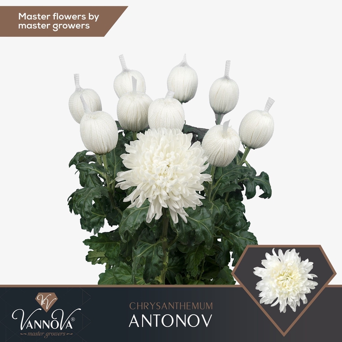 <h4>Chrysanten Chr G Antonov</h4>