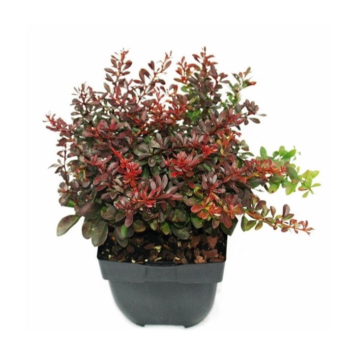 <h4>Berberis thunbergii 'Atropurpurea Nana' P17</h4>