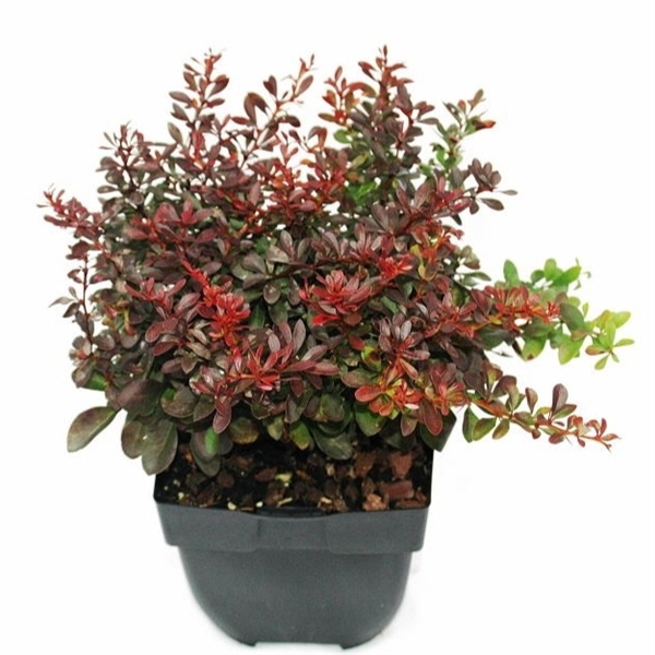 <h4>Berberis thunbergii 'Atropurpurea Nana' P17</h4>