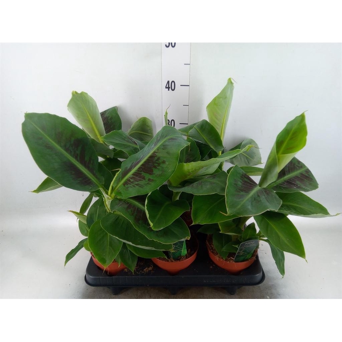 <h4>Musa  'Tropicana'</h4>