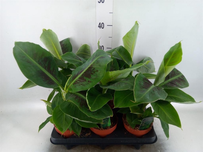 Musa  'Tropicana'