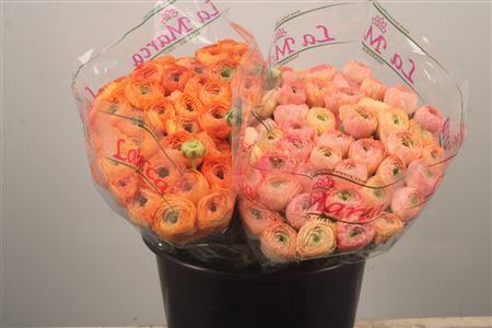 <h4>Ran. Su Tuareg Sec X50</h4>