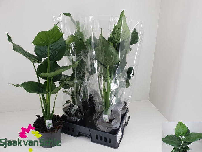 <h4>ALOC CUCULLATA</h4>