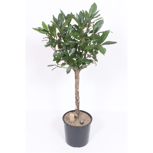 Ficus Cyathistipula