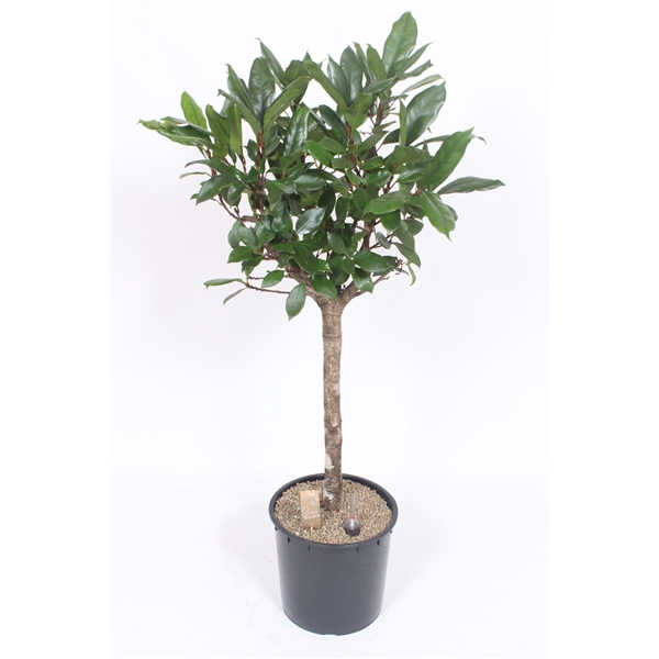 <h4>Ficus Cyathistipula</h4>