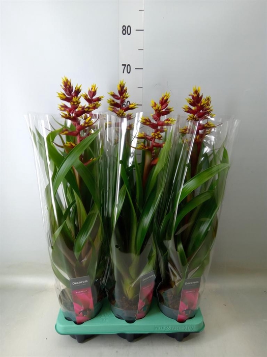 <h4>Guzmania ...</h4>