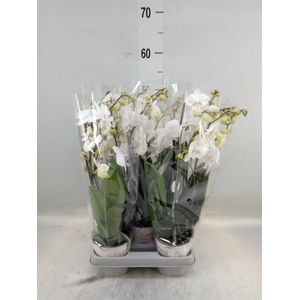 Phalaenopsis  'Manta Similan'